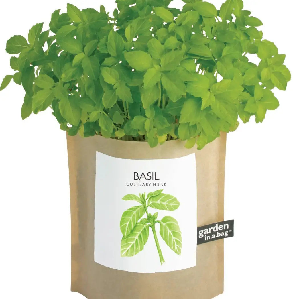 Garden in A Bag | Basil